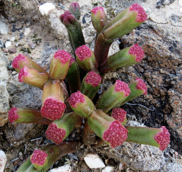 Crassula pyramidalis: the miniature jade tower plant for your home and garden