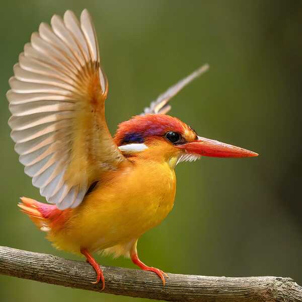 Black-backed dwarf kingfisher.jpg