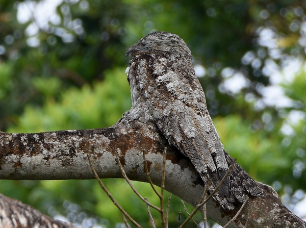 Potoo.png