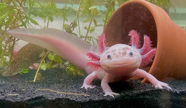 Axolotls.jpg