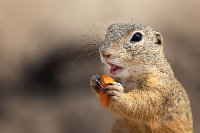 What Do Groundhogs Eat? Understanding the Diet of These Burrowing Herbivores