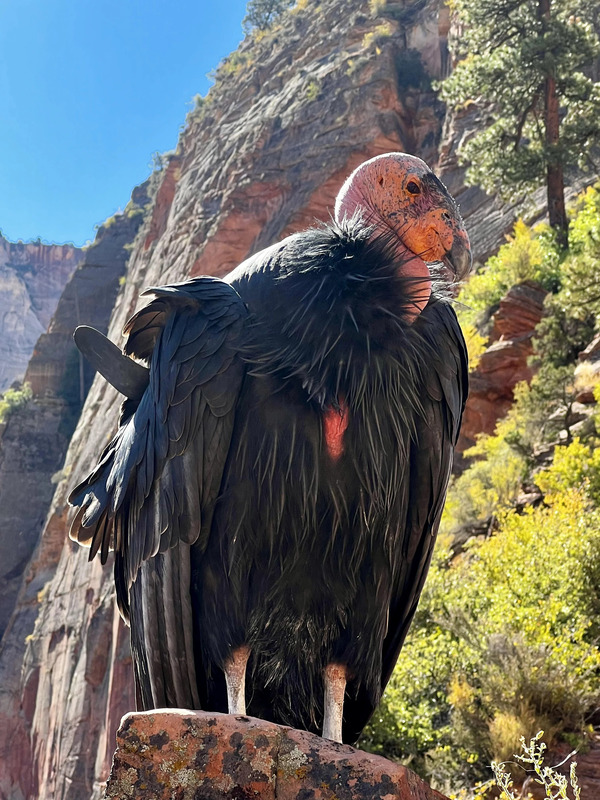 California Condor.jpg