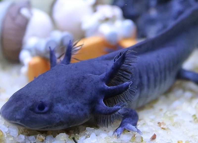 Blue Axolotl: The Fascinating World of a Rare Aquatic Wonder