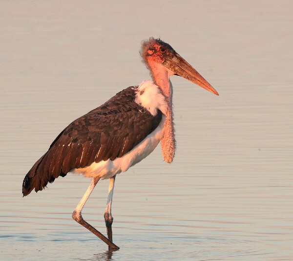 Marabou Stork.jpg