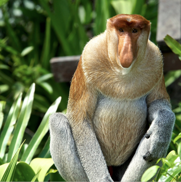 Proboscis Monkey.png