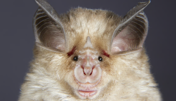 Horseshoe Bat.png