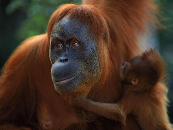 Sumatran Orangutan.jpg