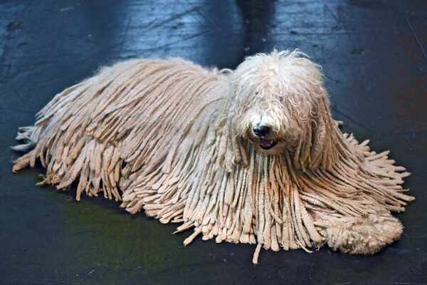 Komondor Dog.jpg