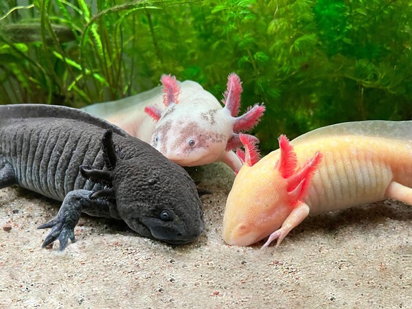 Axolotl .jpg