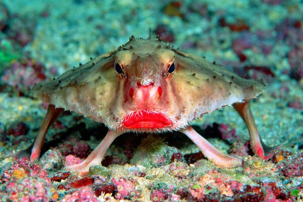 Red-lipped Batfish.jpg