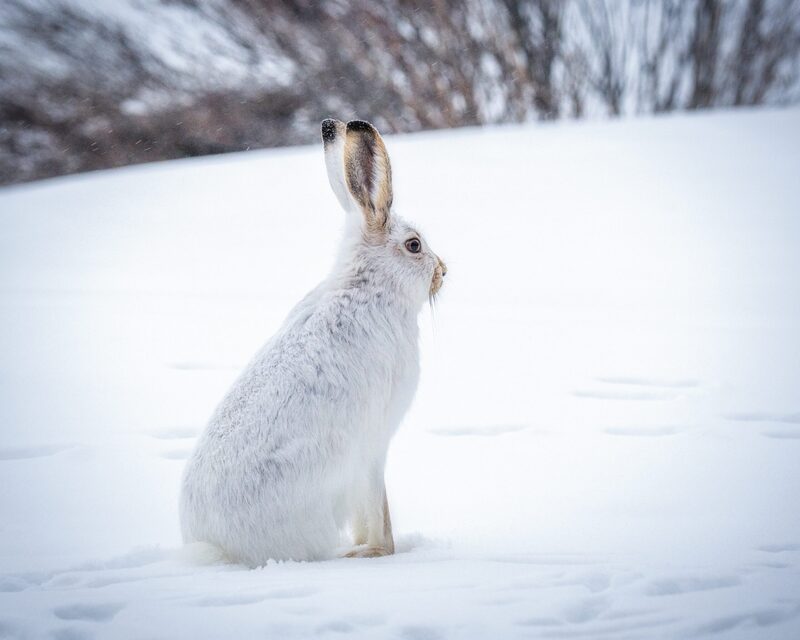 Snowbunny Meaning: Understanding Its Contexts and Usages