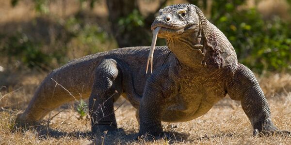 Komodo Dragons.jpg