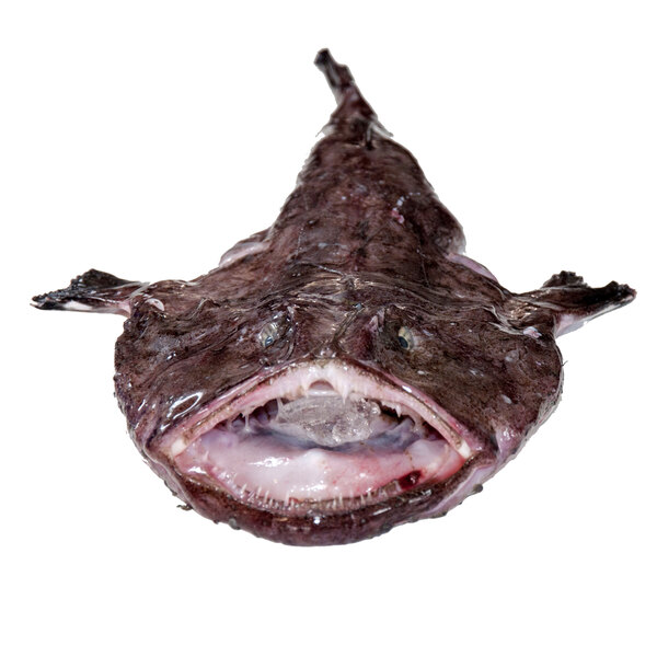 Monkfish.jpg