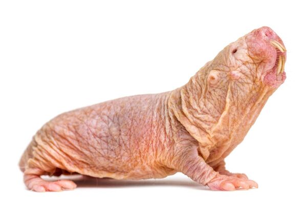 Naked Mole Rat.jpg