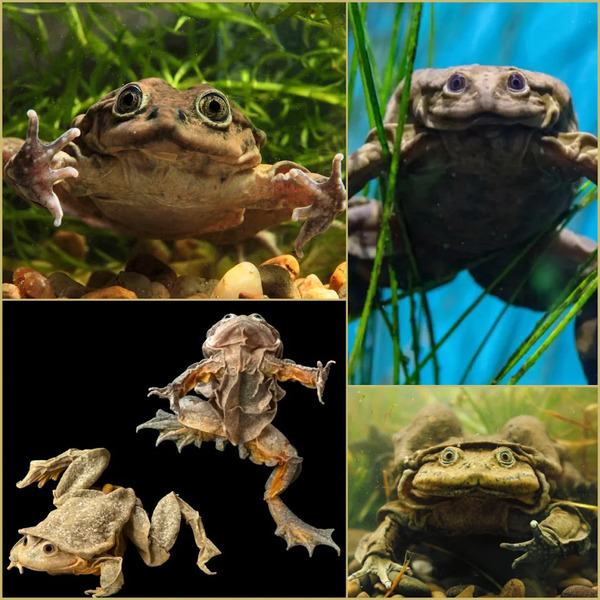 Titicaca Water Frog.jpg