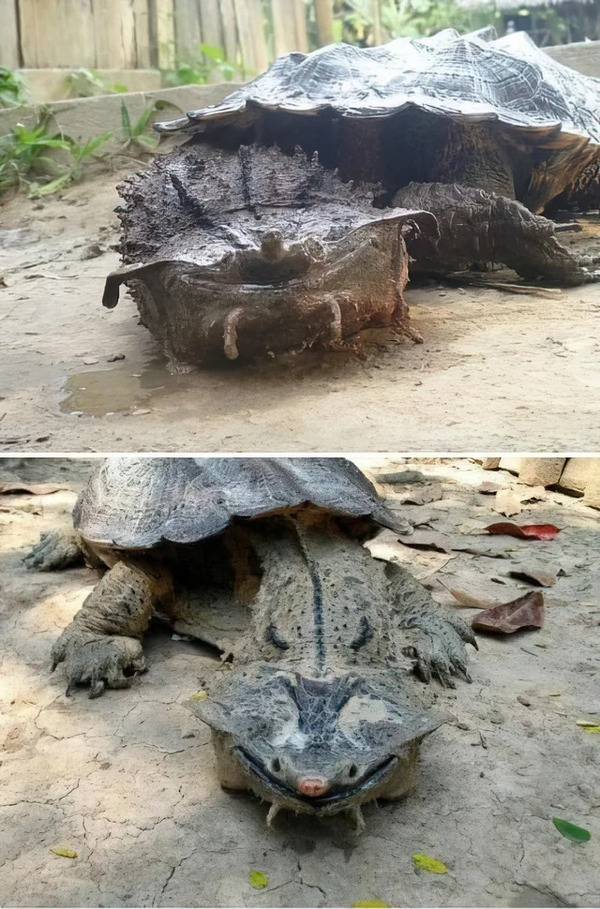 Mata Mata Turtle.jpg