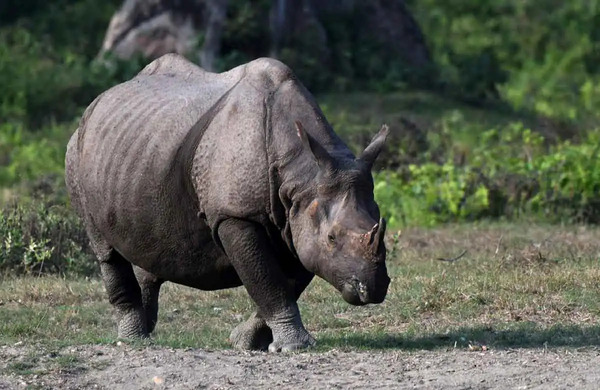 Javan Rhino.jpg