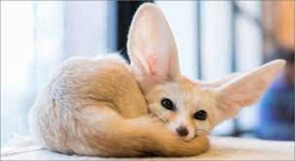 Fennec Foxes.jpg