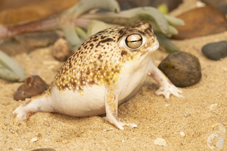 Desert Rain Frog: A Unique Amphibian of the Coastal Deserts