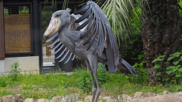 Shoebill Stork.jpg