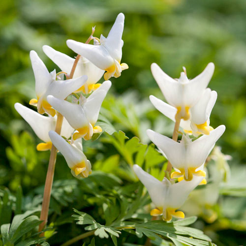 The Dutchman's Breeches: A Wildflower with a Whimsical Name