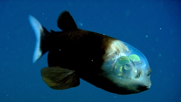 Barreleye Fish.jpg