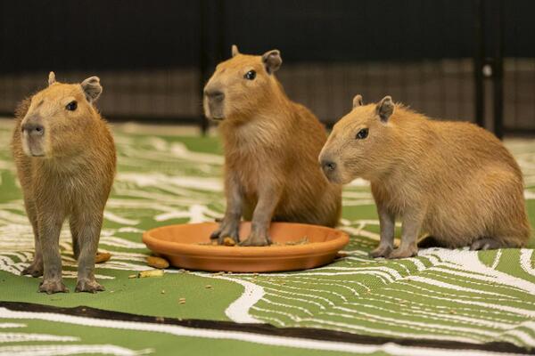 Capybaras.jpg