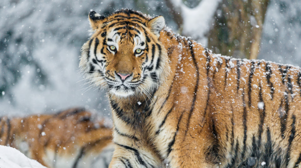 Amur Tiger.png