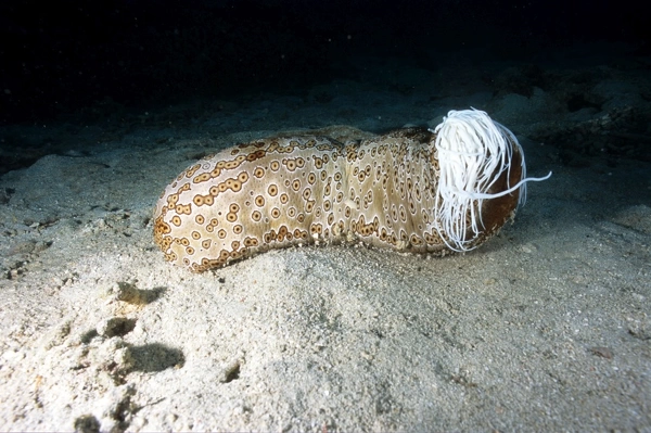 sea cucumbers.webp