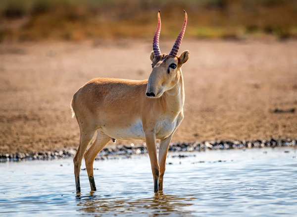 Saiga Antelope.jpg