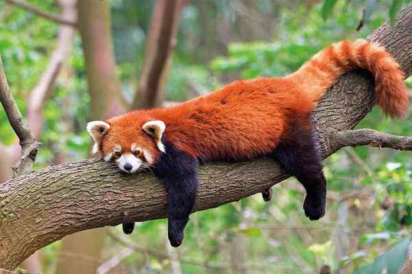 Red Pandas.jpg