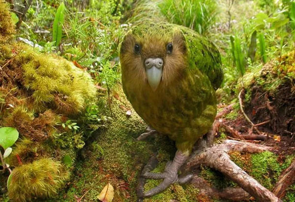 Kakapo.jpg