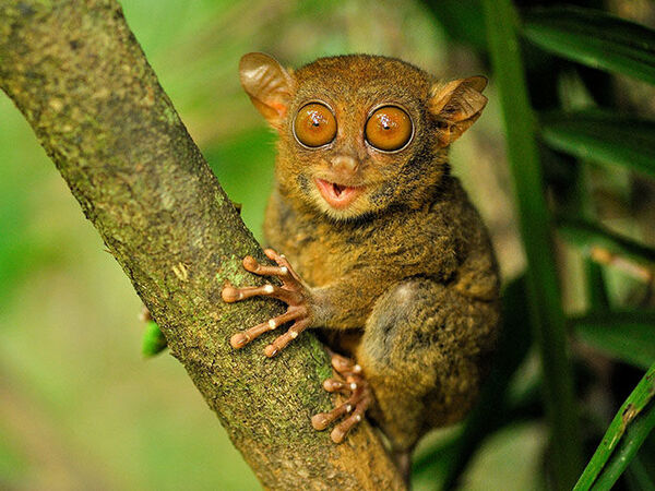 Tarsier.jpg