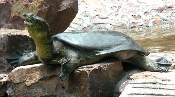 Yangtze Giant Softshell Turtle.jpg