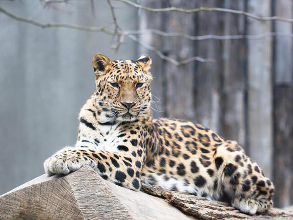 Amur Leopard.jpg