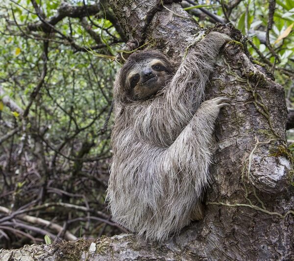 Pygmy Three-Toed Sloth.jpg