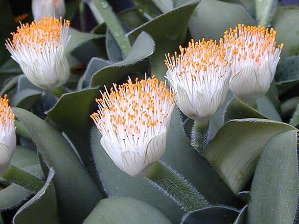 Haemanthus canaliculatus.jpg