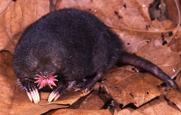 Star-Nosed Mole.jpg