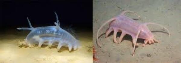 Sea Pig.jpg