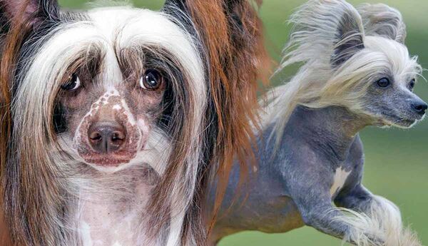 Chinese Crested Dog.jpg