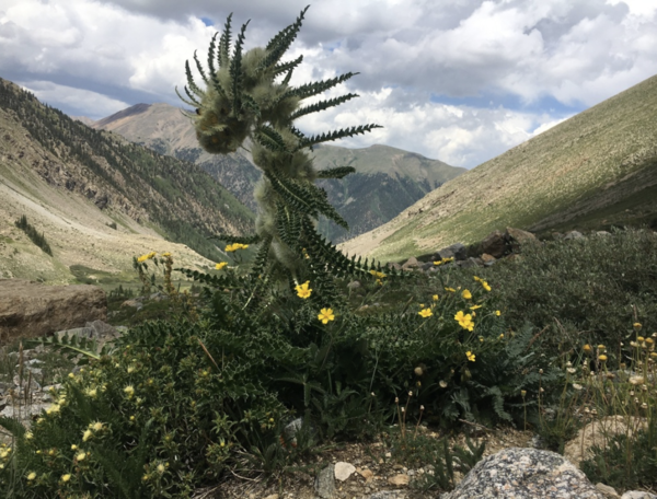 Cirsium funkiae: The Stunning Thistle You Need in Your Garden