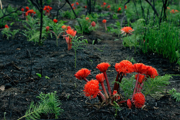 Haemanthus canaliculatus: the bold and beautiful red jewel of the amaryllidaceae family