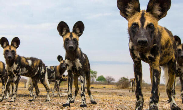 African Wild Dog.jpg