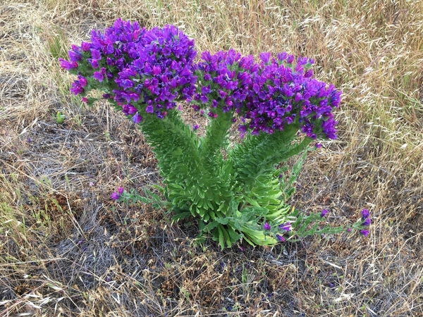 Echium Plantagineum: The Showstopper of Your Garden