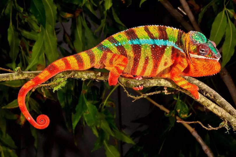 Panther Chameleon: A Comprehensive Guide to This Colorful Reptile