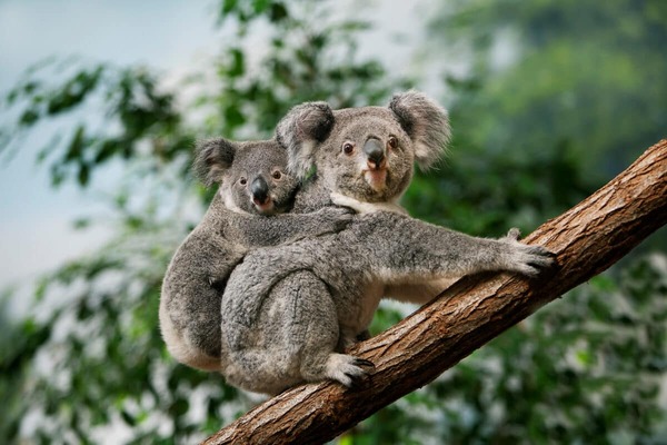 Koalas.jpg