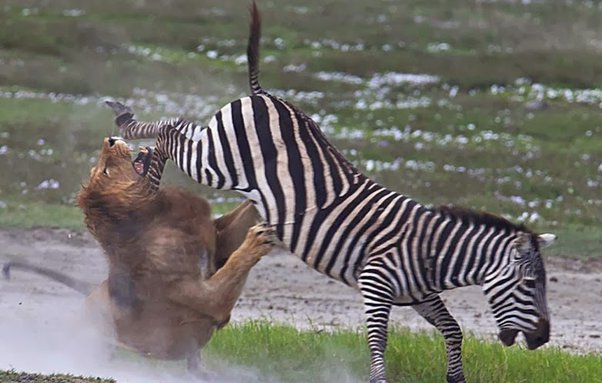 lion preying on zebra.jpeg