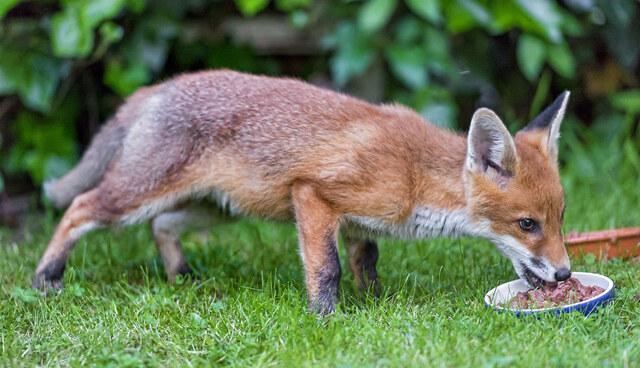 The Ultimate Fox Food List: What You Need to Know