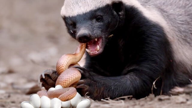 Badger preying on venomous snake.jpg