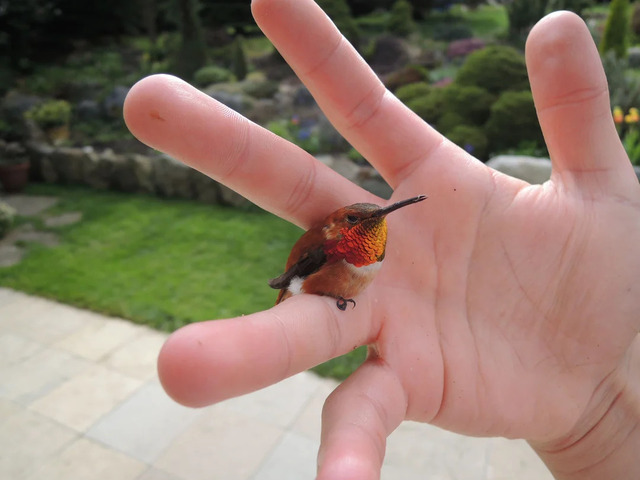 Smallest Bird.jpg